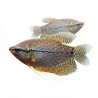 Trichogaster leeri "gourami"