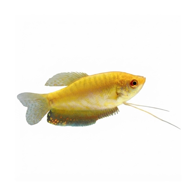 Trichogaster doré "gourami"