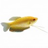 Trichogaster doré "gourami"