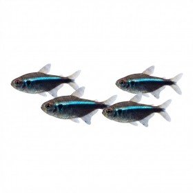 Hyphessobrycon herbertaxelrodi