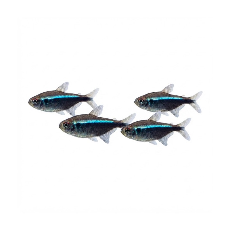 Hyphessobrycon herbertaxelrodi