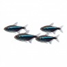 Hyphessobrycon herbertaxelrodi