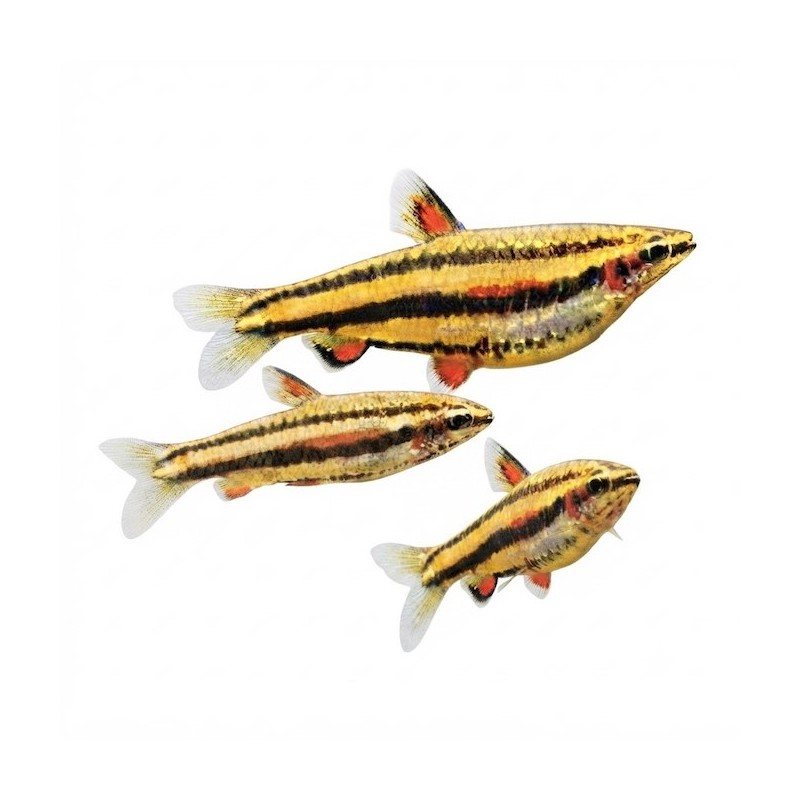 Nannostomus marginatus