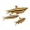 Nannostomus marginatus