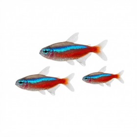 Paracheirodon axelrodi