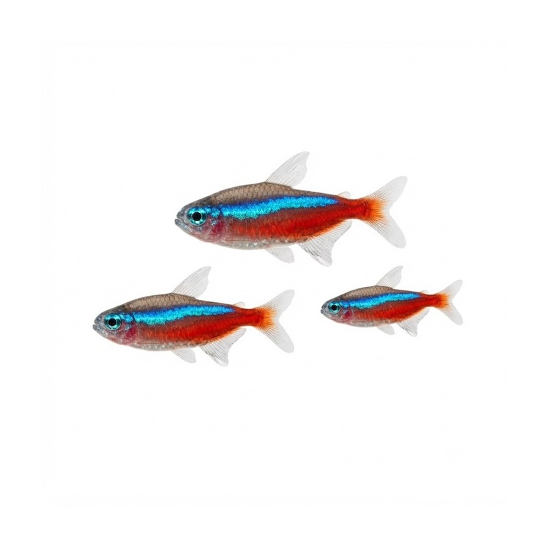 Paracheirodon axelrodi