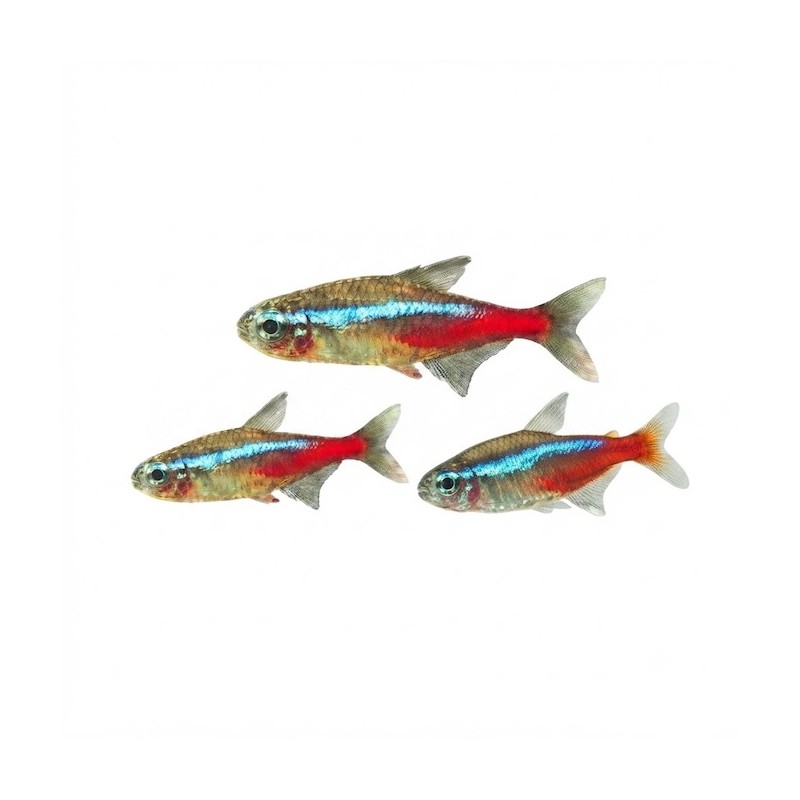 Paracheirodon innesi Néon pour aquarium