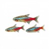 Paracheirodon innesi Néon pour aquarium