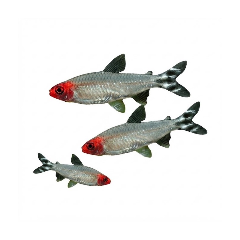 Hemigrammus rhodostomus  Nez rouge