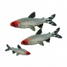Hemigrammus rhodostomus  Nez rouge