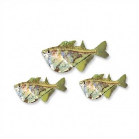 Poisson hachette d'aquarium, Carnegiella strigata