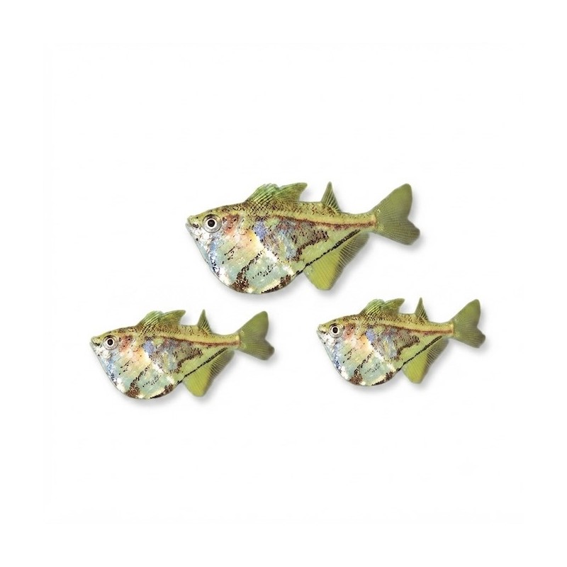 Poisson hachette d'aquarium, Carnegiella strigata