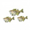 Poisson hachette d'aquarium, Carnegiella strigata