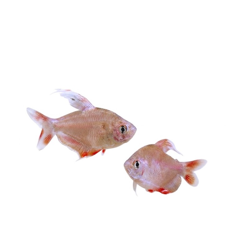 Hyphessobrycon bentosi
