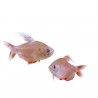 Hyphessobrycon bentosi