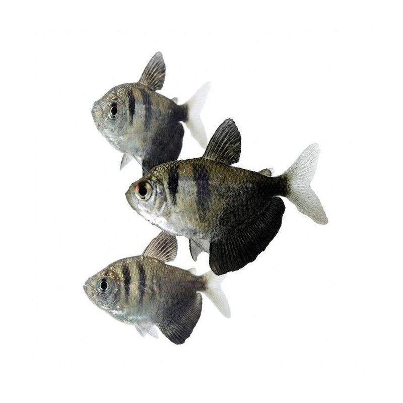 Gymnocorymbus ternetzi