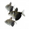 Gymnocorymbus ternetzi