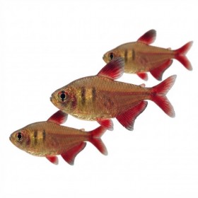 Hyphessobrycon flammeus