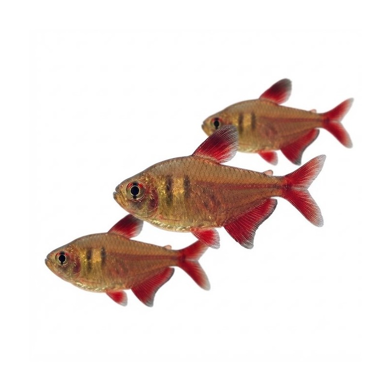 Hyphessobrycon flammeus