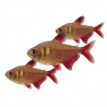 Hyphessobrycon flammeus