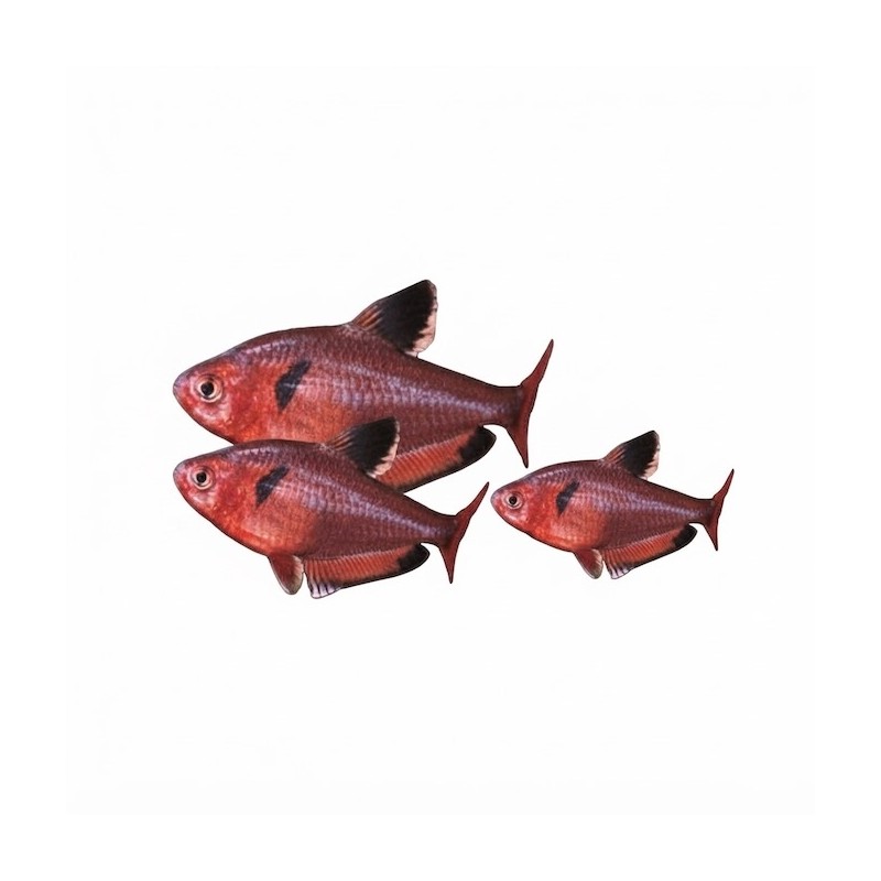 Hyphessobrycon eques