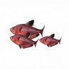 Hyphessobrycon eques
