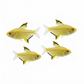TETRA citron ou Hyphessobrycon pulchripinnis