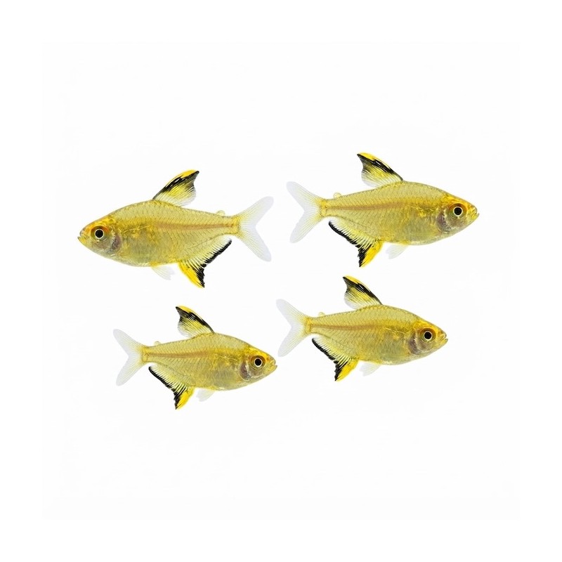 TETRA citron ou Hyphessobrycon pulchripinnis
