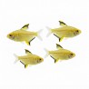 TETRA citron ou Hyphessobrycon pulchripinnis