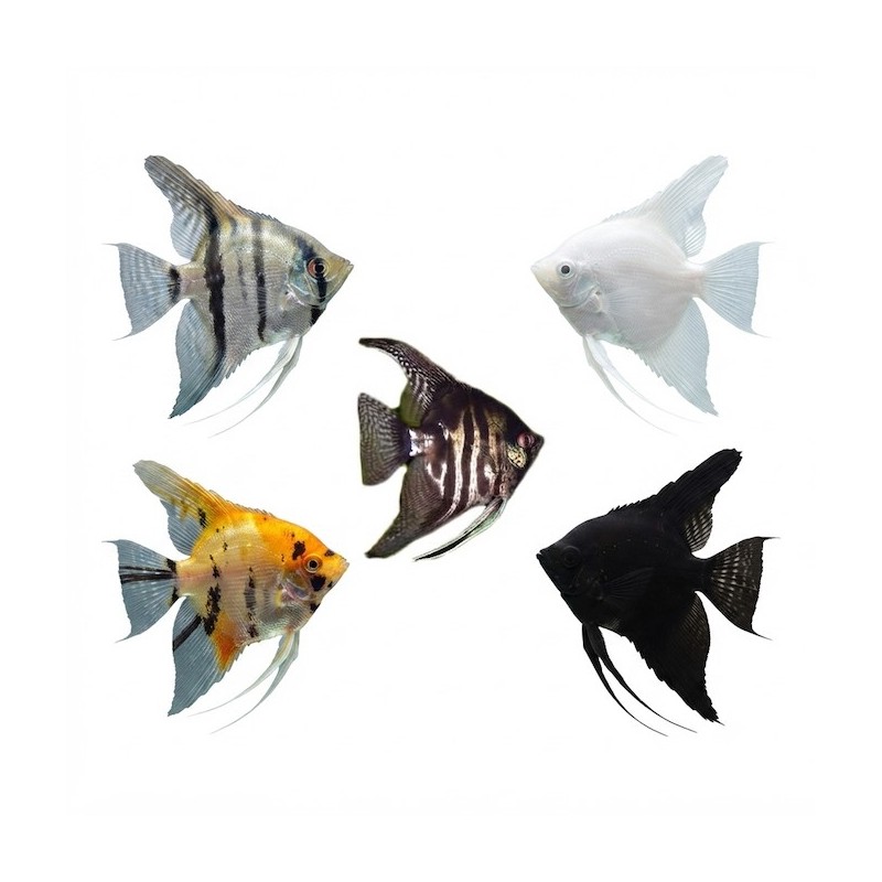 Pterophyllum scalaire