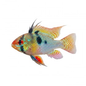 Papiliochromis ramirezi