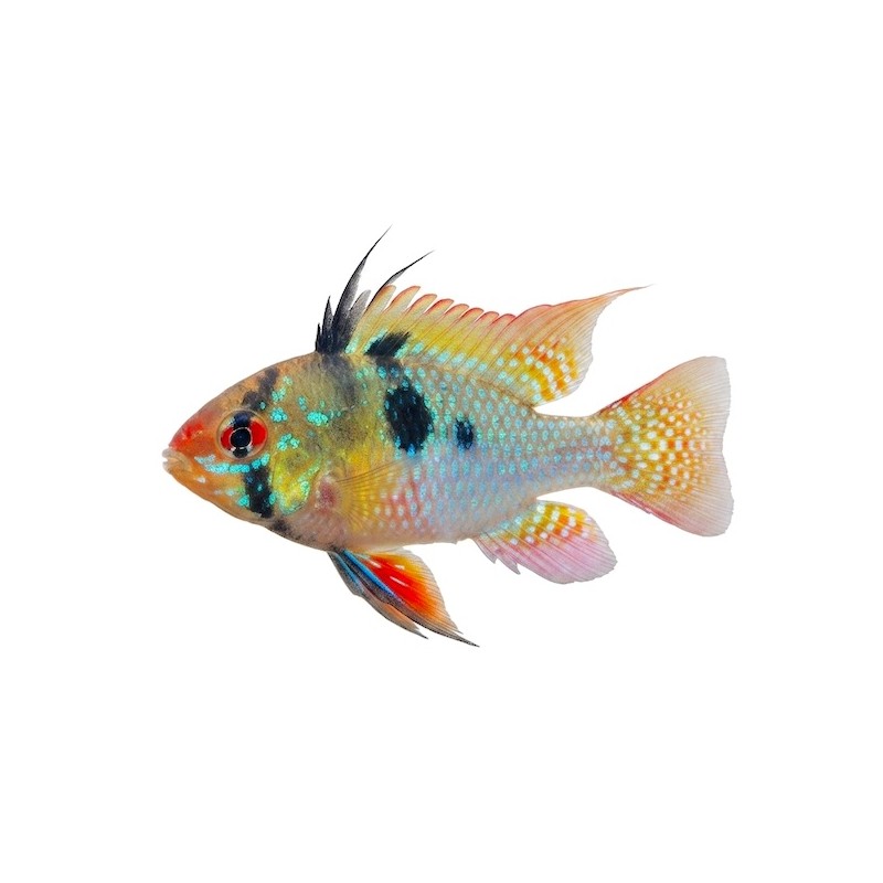 Papiliochromis ramirezi poisson pour aquarium - Miniaqua77