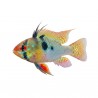 Papiliochromis ramirezi poisson pour aquarium - Miniaqua77