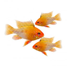 Papiliochromis ramirezi gold