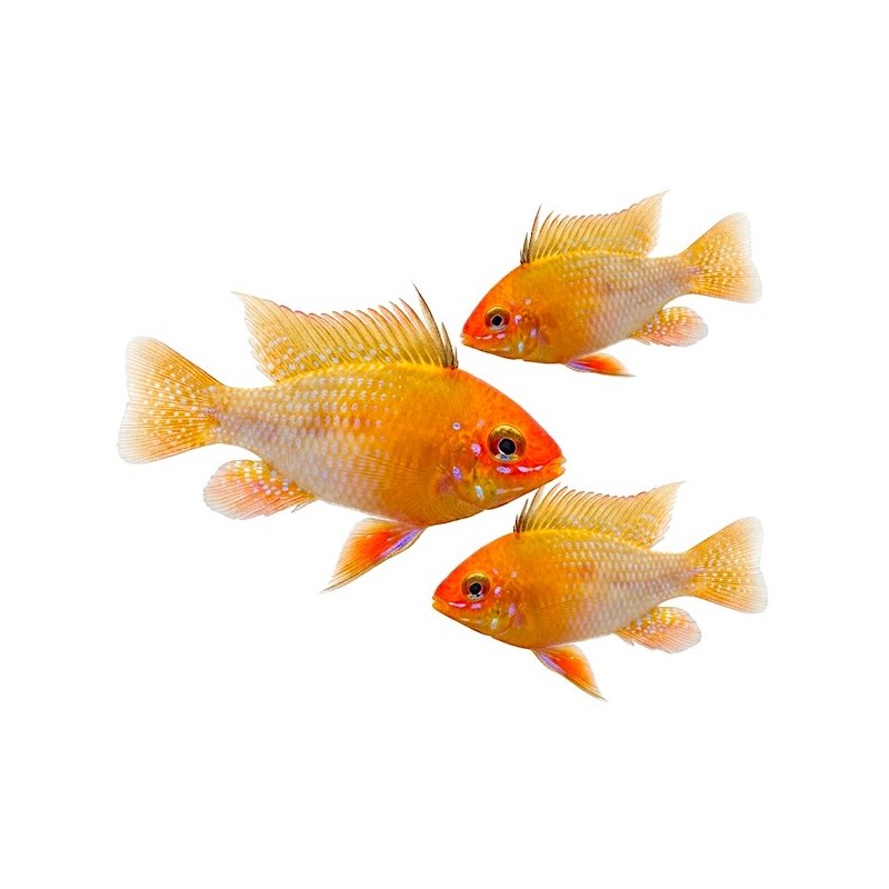 Papiliochromis ramirezi gold