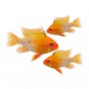 Papiliochromis ramirezi gold