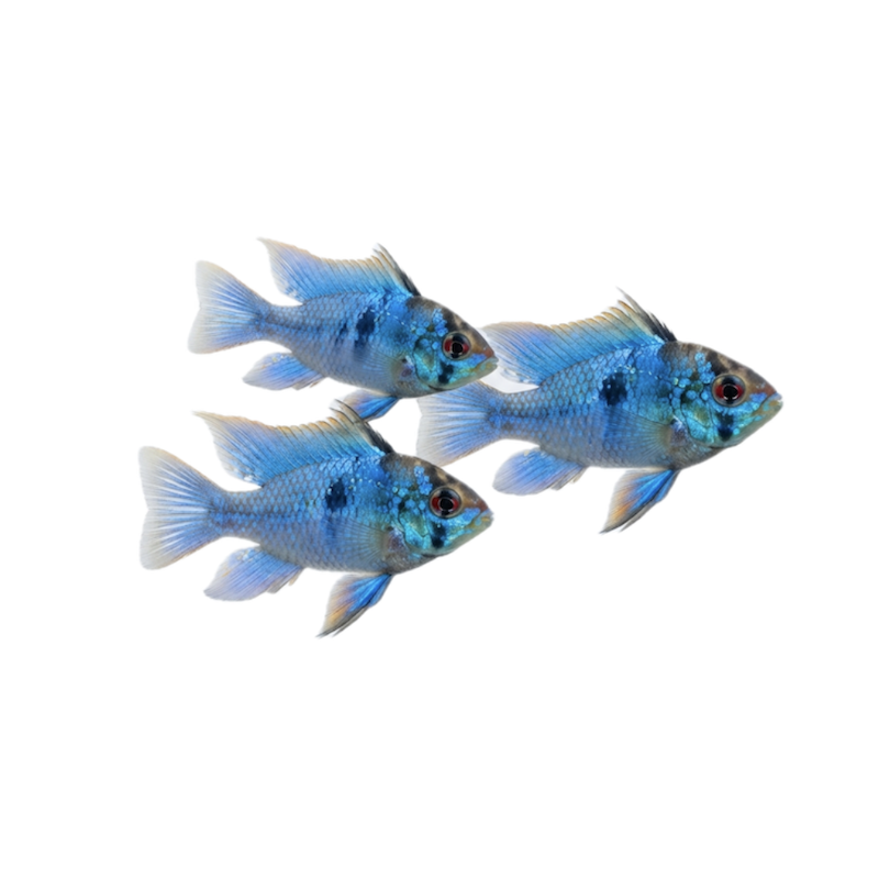 Papiliochromis ramirezi bleu
