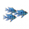 Papiliochromis ramirezi bleu