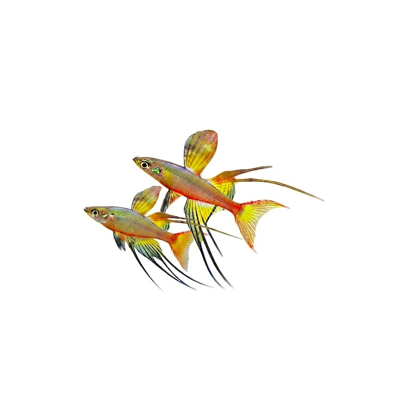 Iriatherina werneri
