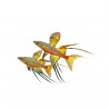Iriatherina werneri
