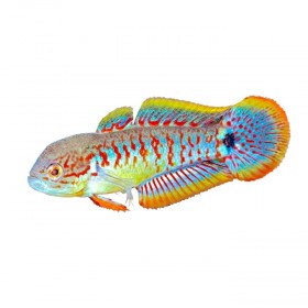 Tateurdina ocellicauda