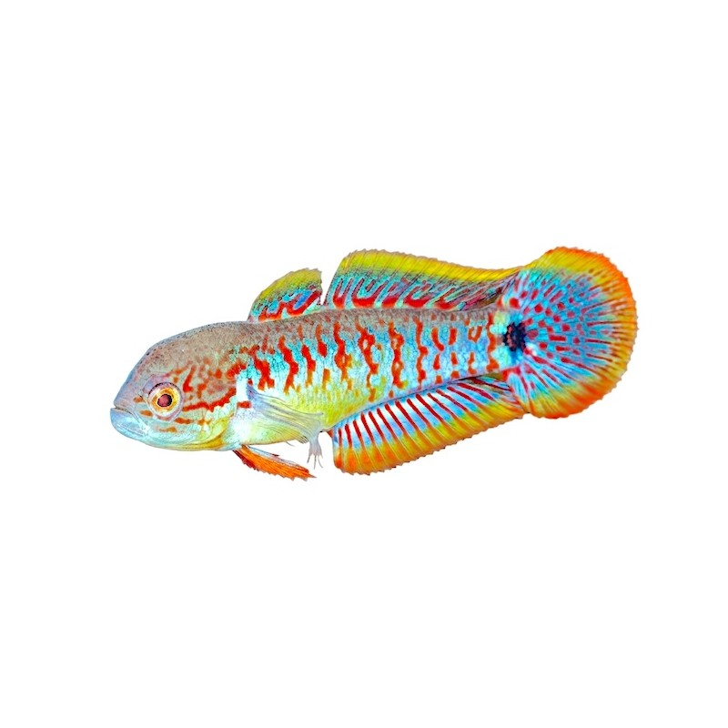 Tateurdina ocellicauda