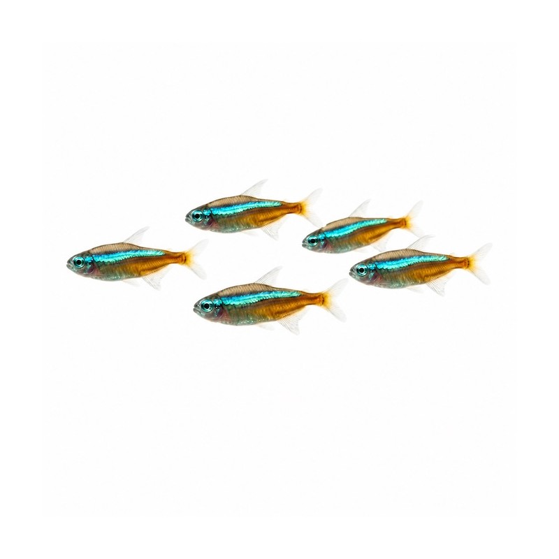 Paracheirodon simulans