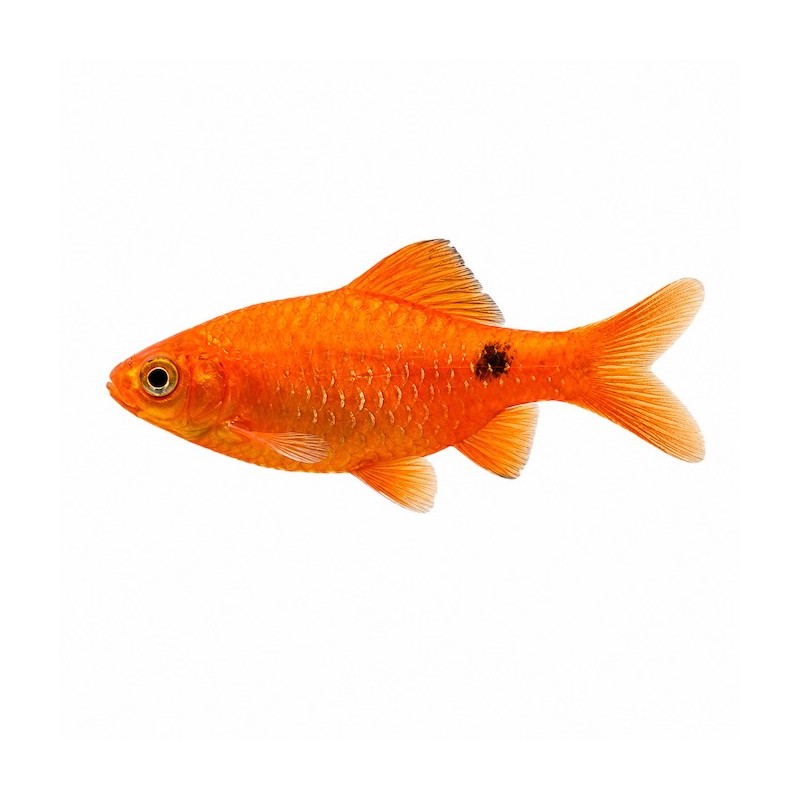 Pethia conchonius