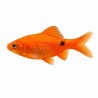 Pethia conchonius