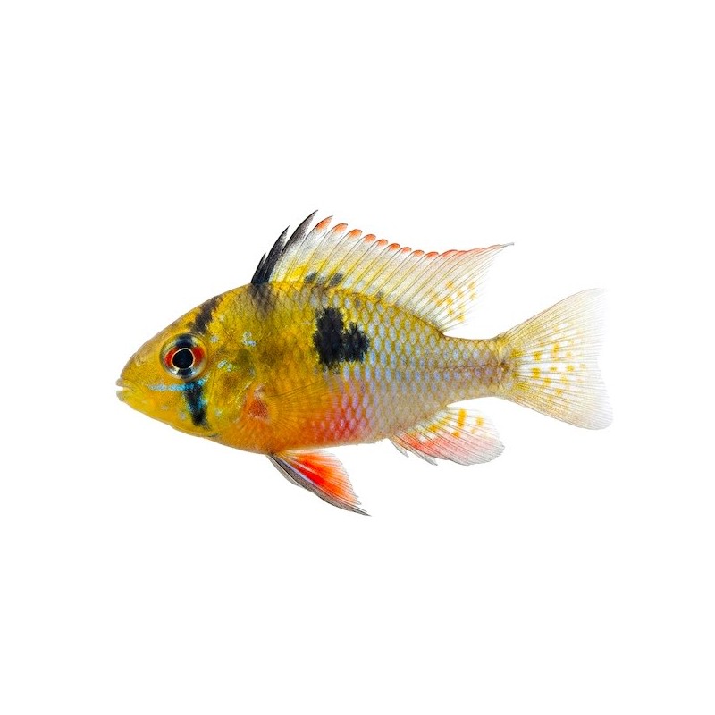Mikrogeophagus altispinosus