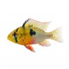 Mikrogeophagus altispinosus