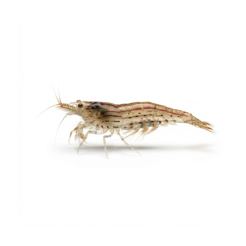 Caridina multidentata