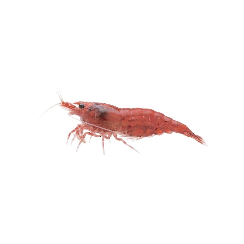 Neocaridina red cherry