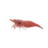 Neocaridina red cherry